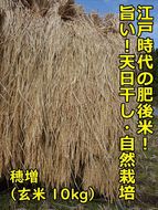 1434 江戸時代のお米！ 穂増(玄米) 10kg 令和6年産