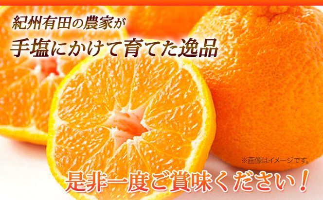 【お味濃厚】紀州有田産の デコポン 約 5kg(18玉～24玉入り・青秀以上) 厳選館 《2025年1月下旬頃-4月上旬頃出荷》和歌山県 日高町 送料無料 柑橘 柑橘類 でこぽん---iwsh_gsk48_1g4j_24_18000_5kg---