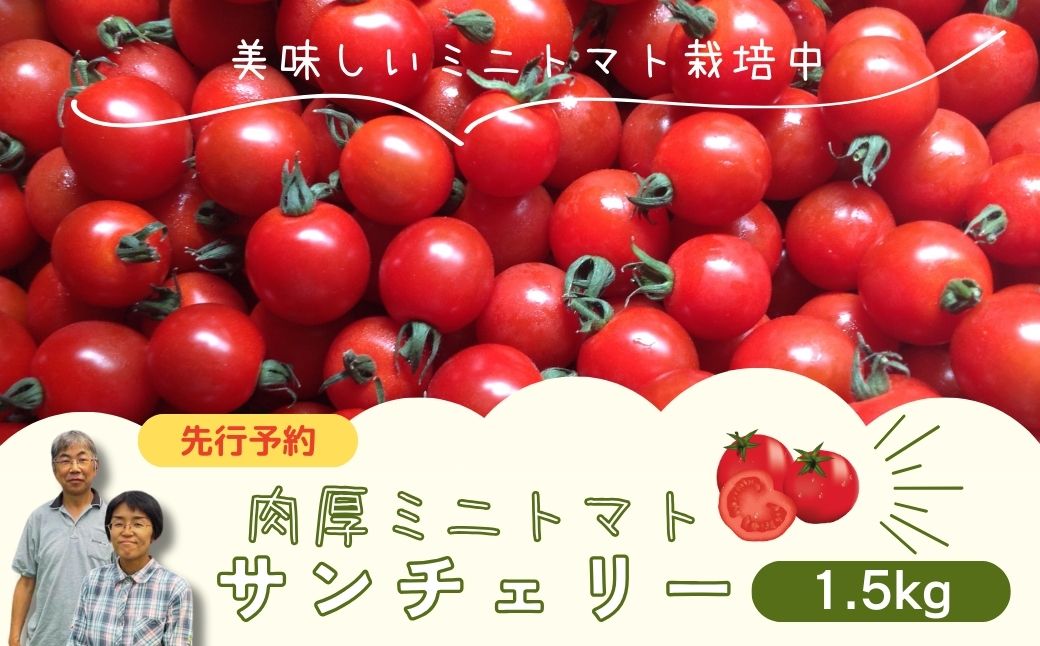 ミニトマト サンチェリー 1.5kg 7月発送 トマト とまと プチトマト 新鮮 野菜 農家直送 1キロ おすすめ ギフト 贈答 プレゼント 10000円 1万円 福島県 田村市 田村 よしのや農園
