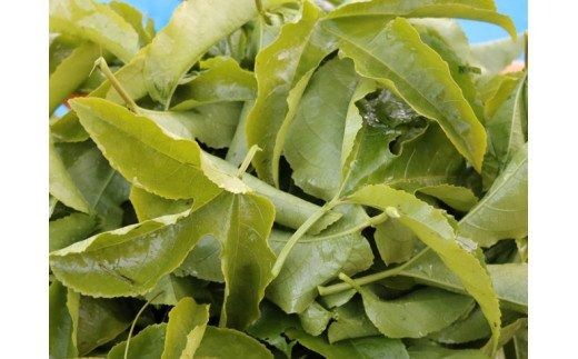 S10-19 手摘みパッションフルーツ茶 1パック（10袋入）×５パック　S10-19 ～葉、茶葉、ティーバッグ、飲料、健康習慣