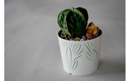 多治見市×春日井市コラボ 【美濃焼】 陶芸家「北川和喜」 重色目 植木鉢 × 【日本有数のサボテン産地】春日井市の名店 後藤サボテン