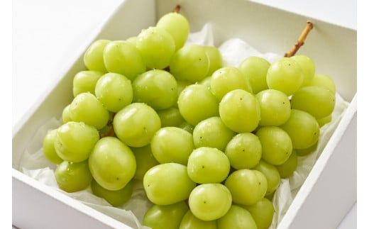 【2026年発送★先行予約】甘さ抜群プリプリ　シャインマスカット　2～3房　1.2kg以上 168-001-26y