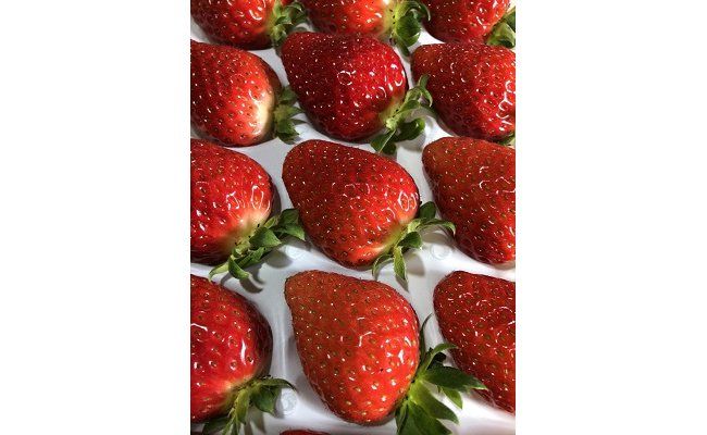 236.特選 大粒いちご 「まりひめ」１箱(A236-2)