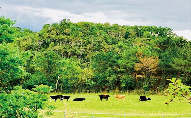 やんばるの自然の中で牧場体験！【6泊朝食付き】（4名様）
