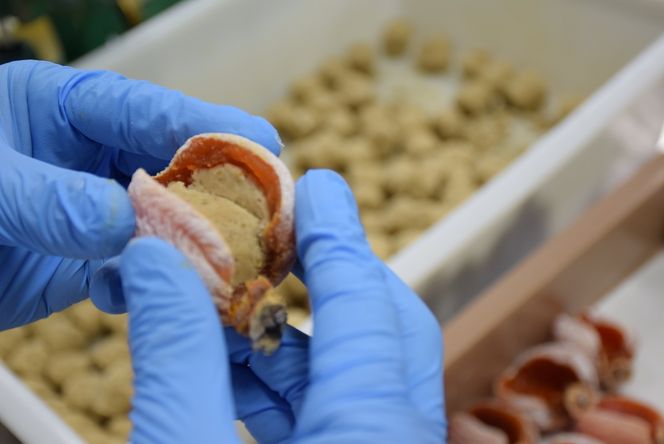 【2026年1月お届け】 御菓子所 川上屋 柿の美きんとん 10個入り F4N-1901