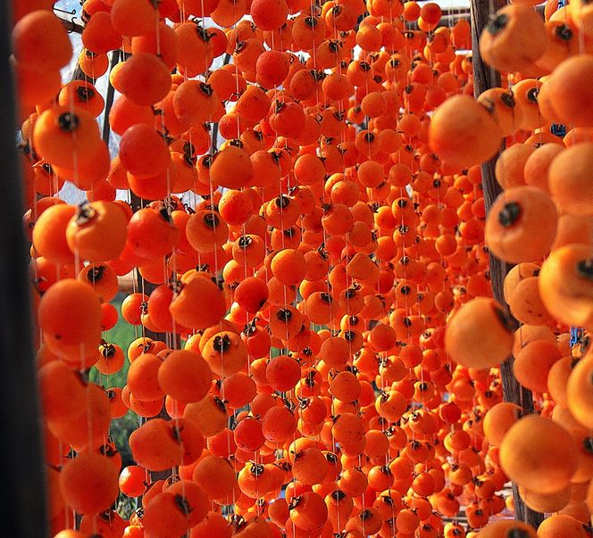 【2026年1月お届け】 御菓子所 川上屋 柿の美きんとん 10個入り F4N-1901