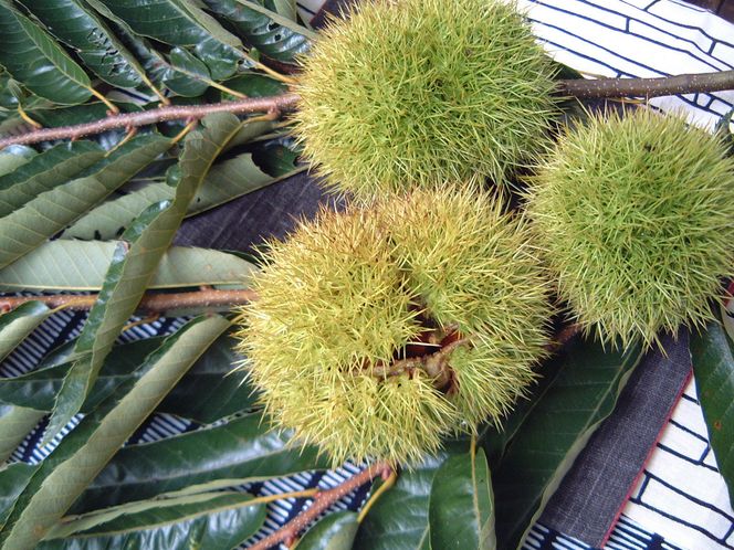 【ふるさと納税限定】 中津川栗きんとん20個入り 御菓子司美濃屋 F4N-2376