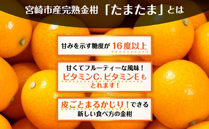 《2025年発送先行予約》【期間・数量限定】完熟金柑たまたま 約1kg_M184-014