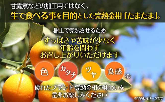 《2025年発送先行予約》【期間・数量限定】完熟金柑たまたま 約1kg_M184-014