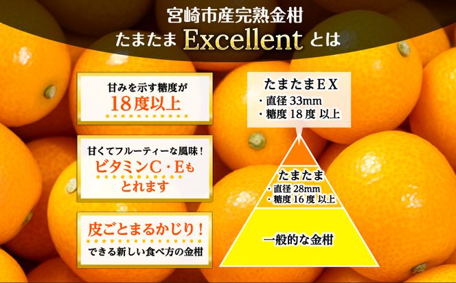 《2025年発送先行予約》【期間・数量限定】完熟金柑たまたまエクセレント 約1kg_M184-015