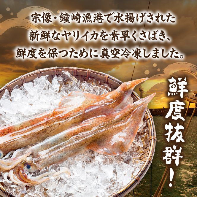 刺身用　新鮮ヤリイカ2尾セット(宗像鐘崎産)【マルケイ水産】_HA0416