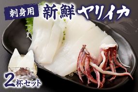 刺身用　新鮮ヤリイカ2尾セット(宗像鐘崎産)【マルケイ水産】_HA0416