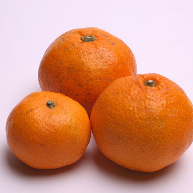 【先行予約】家庭用有田みかんサイズ混合(2S～2L)2.5kg+250g 11月より発送(完熟)/ みかん ミカン 有田みかん 柑橘 フルーツ 果物 和歌山 オレンジ【ikd173B】 