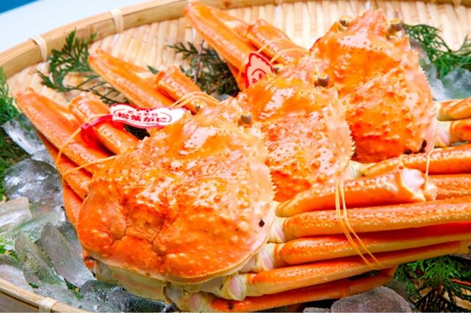 【先行予約】【厳選！タグ付きブランド蟹】茹で松葉かに（600g級×1杯）（2026年1月～発送）　YK00229