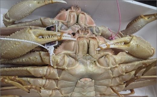 冬の旬松葉かに（山陰沖）京丹後の地元魚屋　特選茹で松葉かに　１２００ｇ以上１匹　TB00034