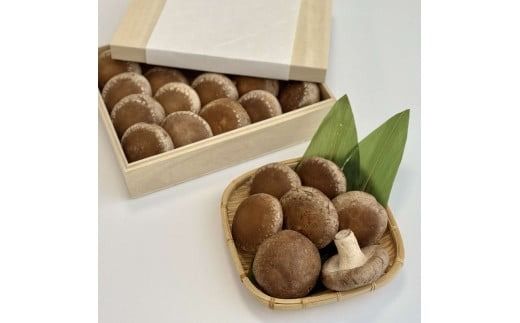 【木箱入】北海道産 生しいたけ(菌床) 乾しいたけ(ひと口・スライス)セット ( きのこ キノコ 椎茸 シイタケ )【038-0007】