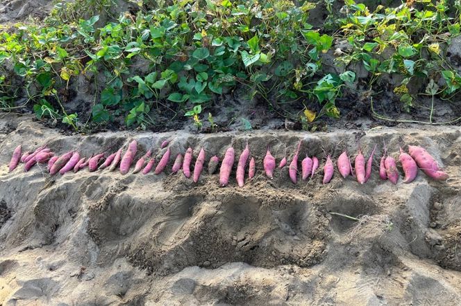 【先行予約／数量限定】京丹後産 土付き 紅はるか（さつまいも） 5kg（2026年11月上旬～発送）　HF00014