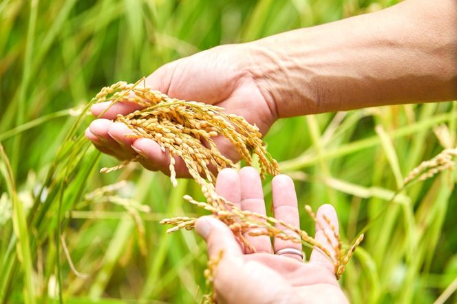 2026年産 丹後弥栄産コシヒカリ（玄米10kg） ふるさと納税 お米 米 玄米 コシヒカリ 農家直送 丹後こしひかり ふるさと納税 玄米　WD00006