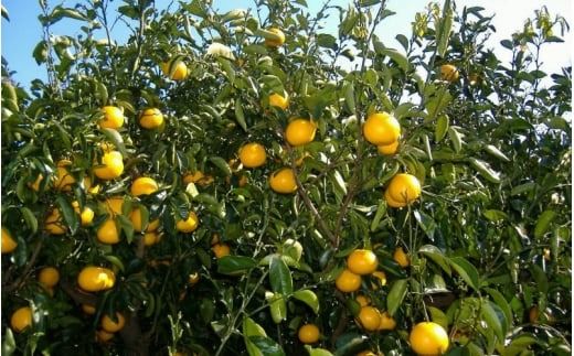 和歌山由良町産はっさく 約10kg サイズ混合 【訳あり ご家庭用 キズあり】/  八朔 柑橘 果物 くだもの フルーツ 【sml122C】