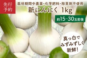 【先行予約／数量限定40】新にんにく1kg（15玉～30玉前後） にんにくコンフィレシピ付き（栽培期間中農薬・化学肥料・除草剤不使用）（2026年6月上旬～発送）　KU00068