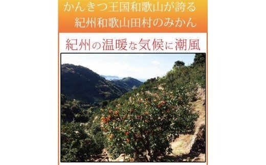  【ご家庭用訳あり】田村みかん　5kg ※2025年11月下旬頃〜2026年1月下旬頃に順次発送 / みかん 蜜柑 フルーツ 果物 くだもの 【uot754】