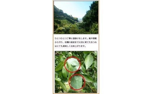  初夏のみかん　なつみ3kg　※2026年4月中旬頃〜2026年4月下旬頃順次発送（お届け日指定不可）/ みかん 蜜柑 フルーツ 果物 くだもの 【uot753A】