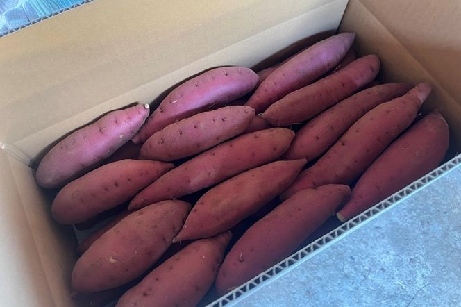 【先行予約／数量限定】京丹後産 土付き 紅はるか（さつまいも） 5kg（2026年11月上旬～発送）　HF00014