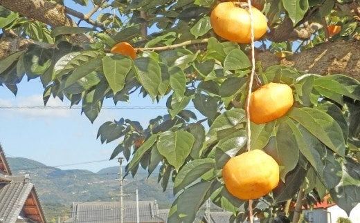  【お試し用】吊るし柿用たねなし渋柿（T字枝または吊るしクリップ付）1.5～2ｋｇ（9～12玉）Ted /柿 フルーツ たねなし 渋柿 吊るし渋柿 干し柿 あんぽ柿 お試し 【art017B】