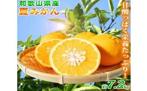 【先行予約】夏みかん 7.2kg ※2026年4月中旬頃〜2026年4月下旬頃順次発送（お届け日指定不可）/ 和歌山 柑橘 フルーツ くだもの 果物 オレンジ みかん【uot775】