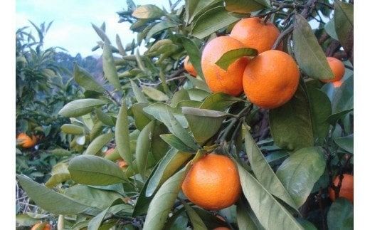 【農家直送】有田みかん　約10kg  大玉3L以上　有機質肥料100%　※2025年12月初旬～1月中旬ごろ順次発送(お届け日指定不可)/ミカン 蜜柑 柑橘 フルーツ くだもの 果物 早生 温州 有田 【nuk139E】