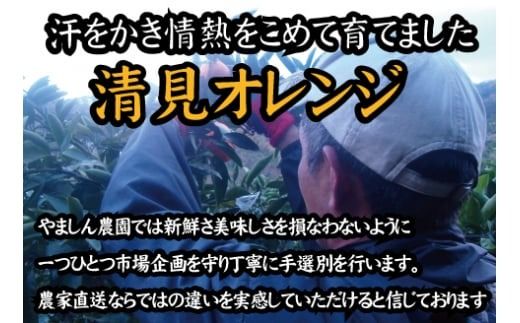  【農家直送】果汁たっぷり！清見オレンジ 約10kg サイズお任せ 有機質肥料100% ※2026年3月～4月ごろより順次発送予定（お届け日指定不可）/ミカン 蜜柑 柑橘 清見 清見オレンジ フルーツ 果物 【nuk113B】