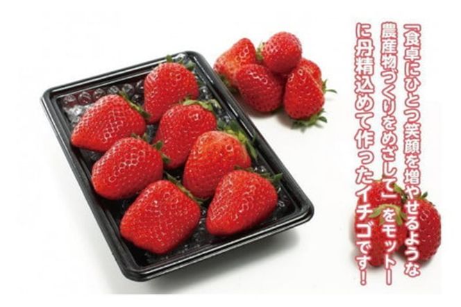 【先行予約／数量限定】京都丹後産 完熟いちご（かおりの） 2パック（2026年3月中旬～発送）　国産 いちご イチゴ 苺 ストロベリー すとろべりー フルーツ ふるーつ 果物 くだもの 農家応援 生産者応援 AM00667