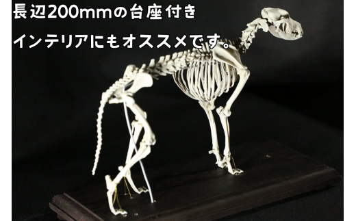 【イヌ 】 縮小 全身骨格レプリカ    /    レプリカ 標本 コレクション プラモデル 動物標本 頭骨レプリカ 犬  フィギュア インテリア 模型 動物 博物館 骨格 頭蓋骨 ミニチュア 3Dプリント 【anf003A】