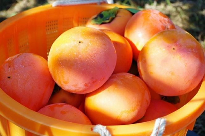 【B-211】青果市場厳選 「冷蔵」あま柿＜2026年1月から発送開始分先行予約＞