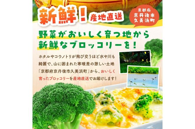 【先行予約】もりもり！ブロッコリー 約2kg（2025年11月上旬～発送）　9株程度 冷蔵 農家直送 ぶろっこりー 野菜 京野菜 新鮮　MY00005