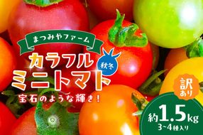 【先行予約】訳あり 宝石のような輝き！カラフルミニトマト 約1.5kg（秋冬）（2026年10月上旬～発送）　MY00004