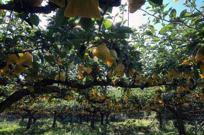 【先行予約／数量限定50】20世紀梨 秀品 5kg（13～20玉入り）（2026年9月上旬～発送）　SF00038