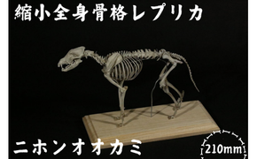 【ニホンオオカミ】 縮小 全身骨格レプリカ　/　レプリカ 標本 コレクション プラモデル 動物標本 骨格レプリカ 狼 フィギュア インテリア 模型 動物 博物館 骨格 頭蓋骨 ミニチュア 3Dプリント 【anf004A】