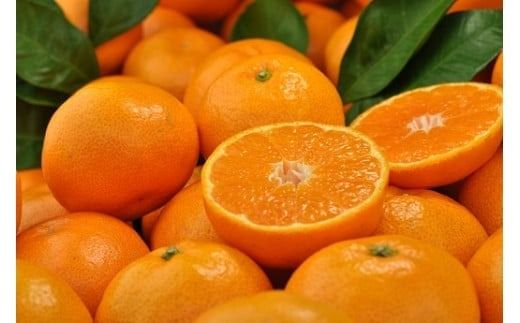 田村みかん 5kg 秀品【大玉サイズ】紀州和歌山有田郡湯浅町田村地区産 ◆2025年11月下旬～2026年1月中旬頃に発送(お届け日指定不可)　 【kmtb305B】