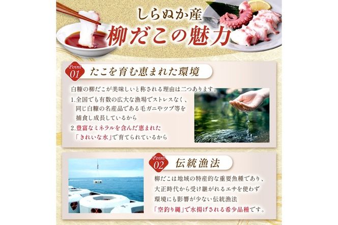 しらぬか産刺身用柳だこ【600g×2個入り】