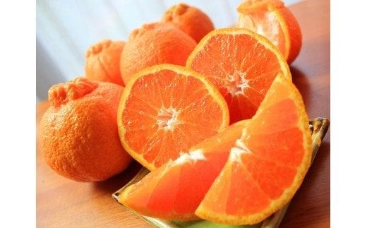  果肉プリプリ♪ 完熟紀州デコ(不知火) 約3kg　※2026年2月下旬頃〜2026年3月中旬頃に順次発送予定(お届け日指定不可) / 果物 フルーツ くだもの ミカン 不知火 デコポン 【uot70