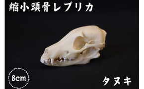  [8cm] タヌキ 縮小頭骨レプリカ  /  レプリカ 標本 コレクション プラモデル 動物標本 頭骨レプリカ 狸 たぬき フィギュア インテリア 模型 動物 博物館 骨格 ミニチュア 3Dプリント キーホルダー 【anf001A】