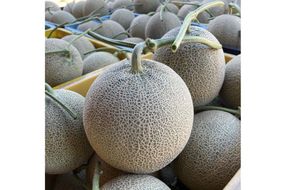 【先行予約／数量限定15】カスタネットメロン1玉(2026年7月中旬～発送)　FK00013