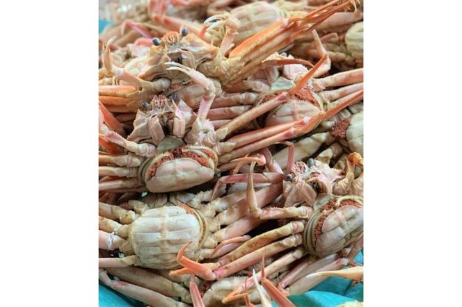 茹でセコガニ（コッペガニ）130g前後2杯セット　SK00194