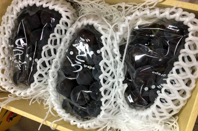 【先行予約】黒ぶどう詰め合わせ（1.5kg以上／3～4房）（2026年8月上旬～発送）　SF00035