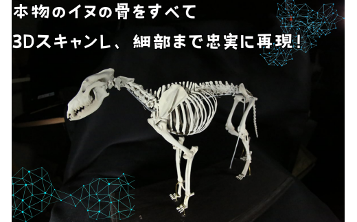 【イヌ 】 縮小 全身骨格レプリカ    /    レプリカ 標本 コレクション プラモデル 動物標本 頭骨レプリカ 犬  フィギュア インテリア 模型 動物 博物館 骨格 頭蓋骨 ミニチュア 3Dプリント 【anf003A】