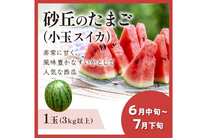 JA京都がおすすめする京丹後フルーツ定期便～琴引コース～（2026年6月中旬～発送）  京のブランド産品 メロン めろん 梨 なし ナシ スイカ 西瓜 すいか 国産 砂丘 甘い 高糖度 高級 期間限定 ふるさと納税 フルーツ 先行予約 お取り寄せ 農協　JK00040