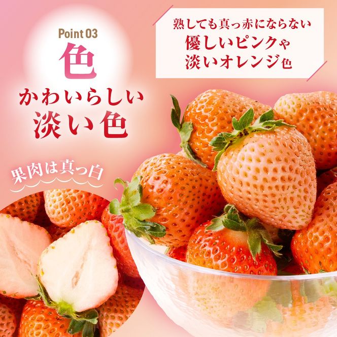【先行予約】【2025年12月中旬より順次発送】福岡県産　桃薫　2パックセット【ナチュレッシュ・ファーム・ジェイピー】_HA1338