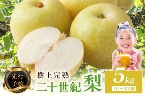 【先行予約】樹上完熟 二十世紀梨 5kg(10～18個)（2026年8月下旬～発送）　BF00002
