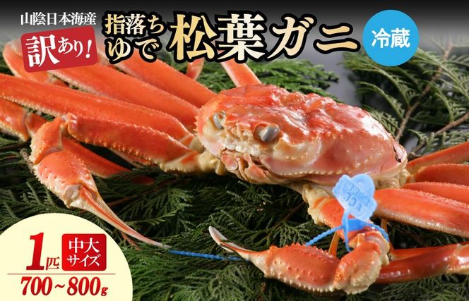 ys{Oszy󂠂IwtɁzRAŏt 700`800 TCYi12j^kEY@HK00245